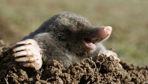 Záhradkár sa pustil s krtkom do nerovného boja. Zranený skončil v nemocnici