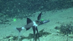 Sonda pod morskou hladinou objavila zrejme najstarší morský korál