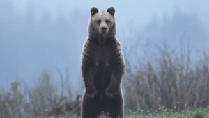 Medveď v Starom Tekove: Buďte ostražití pri Hrone a jazere