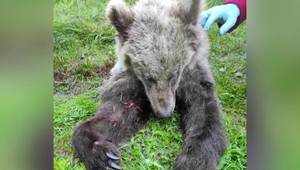 Medveď v ovocnom sade napadol muža. Je na úteku, varuje polícia