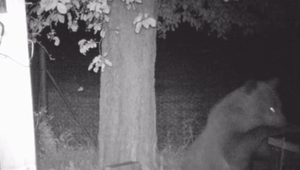 Ničí úle a zabíja zvieratá. Do Kľačna chodí medveď posledné dva mesiace každú noc