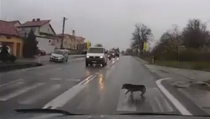 Polícia Slovákom: Chovajte sa ako zvery!