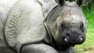 Zomrela najstaršia hrošica na svete Donna