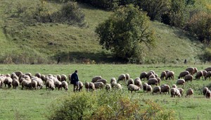 Obyvatelia obce nachádzajú telá mŕtvych oviec. Dedinou sa šíri zápach
