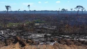 Chceme lacnú čokoládu alebo čistú planétu? EÚ chce zastaviť odlesňovanie