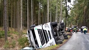 VIDEO: Kamión so stovkami prasiat skončil v priekope. Miestni ich museli naháňať po lese