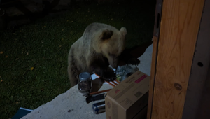 Ženu ohrozoval pri chalupe medveď. Okrem jabĺk zožral aj žiadosť o dotáciu