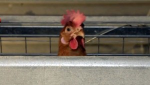 Slováci, pozor! Na trh sa dostalo viac ako 5000 kg kuracieho mäsa so salmonelou