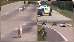 Pes na diaľnici napadol policajta a spôsobil nehodu