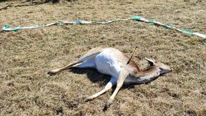 Polícia vypátrala pytliaka, ktorý usmrtil brezivú danielicu