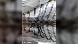 Desivý prípad týrania zvierat: Bezbranného psíka utýrali vzduchovkou a loveckými šípmi