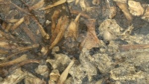 Dielo pytliakov: Potok plný kostier, šliach a loja!