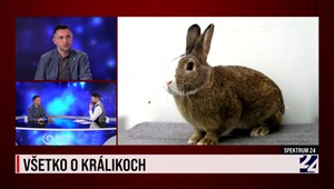 Všetko o králikoch v relácii Spektrum 24