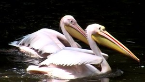 V Bojnickej ZOO museli pre vtáčiu chrípku utratiť 41 vtákov