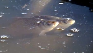 Z vypusteného rybníka chcel kradnúť ryby, no zasekol sa v blate