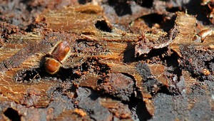 Mimoriadna situácia: Lykožrútová kalamita sa šíri ďalej