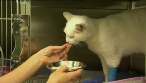 Poľovačka na mačku. Šíp ju zasiahol rovno do hlavy!