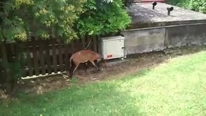 Ako baran zaútočil na plynovú prípojku