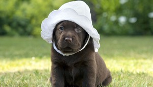 Našli spôsob, ako predchádzať útokom psov!