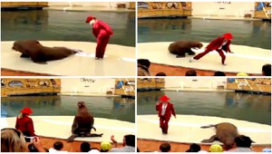 VIDEO. Michael Jackson je mŕtvy! Nech žije mrož...