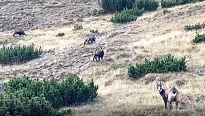Stovky ľudí obsadili miesta vo Vysokých Tatrách. Spočítavali kamzíky