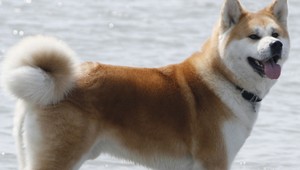 V Piešťanoch zaútočil pes na dievča (5), oskalpoval ho