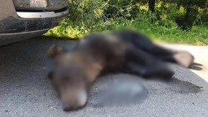 Záhadná smrť medveďa pri hraniciach. Poliaci preverujú, či bol zastrelený na Slovensku