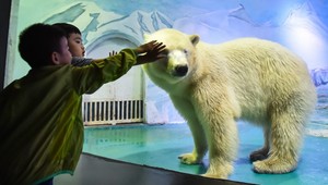 VIDEO: Najsmutnejší polárny medveď žije v čínskom akváriu