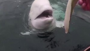 Slávnu špionážnu veľrybu našli mŕtvu. Príčina úhynu je záhadou