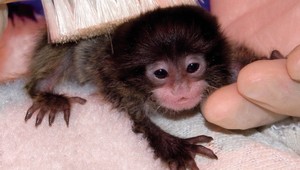 Okúzľujúce FOTO čerstvo narodených mláďat :-)