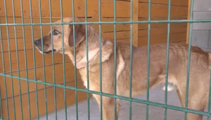 Majiteľ vo väzení prejavil o psa záujem, preto nebolo možné dať ho na adopciu. Na slobode sa o neho opäť nezaujímal