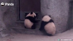 VIDEO: Neposedné pandie mláďatá, čas si krátili naháňačkou