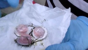 Ľudia majú obavy z vakcíny proti besnote pre líšky. Zhadzujú ich z lietadla aj na ich pozemky