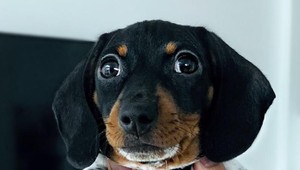 Najpopulárnejší pes na Instagrame práve teraz: Videli ste už takéhoto jazvečíka?