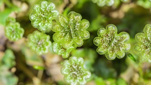 Nádej na nový liek: Marihuanu môže nahradiť pečeňovka