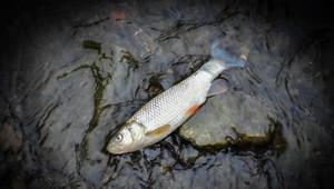 Rybári hovoria, že za úhyn rýb pri Komárne môžu chemikálie z polí