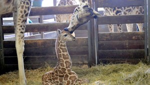 Bratislavská ZOO sa teší z mláďatka žirafy