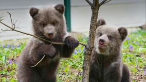 Osirelé medvieďatká dostali krásne MENÁ