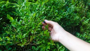 Čoskoro sa rozlúčime s týmito špeciálnymi potravinami