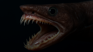 Zabijak z temnoty: Žralok s papuľou ako z filmu Votrelec