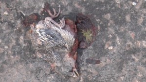 Orezávanie stromov v Prešove poriadne rozhnevalo ľudí. Na zemi našli popadané vtáčie mláďatá