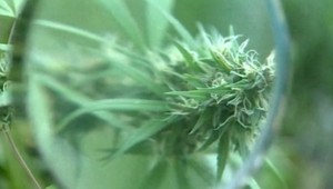 Tresty za marihuanu ostávajú vysoké. Poslanci pochovali novelu zákona