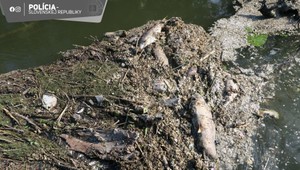 Nepríjemný zápach a tony mŕtvych rýb. Z envirokatastrofy obvinila polícia 2 osoby