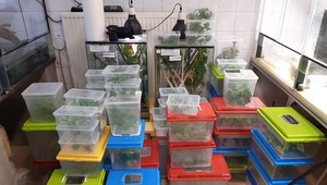 FOTO: Muž na viedenskom letisku chcel prepašovať 74 chránených chameleónov z Afriky