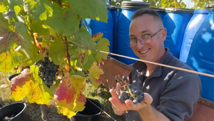 Najsevernejší vinohrad Slovenska zbiera úrodu: Jeho omšové víno ochutnal aj pápež František