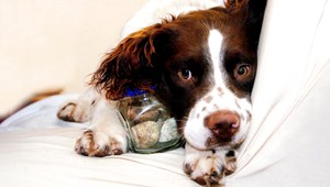 Trnavčania pozor! Niekto rozhádzal po trávniku mäso s jedom