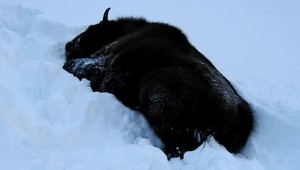 Majestátne zubry najskôr takmer vyhubili poľovníci, teraz na ne číha zubria slepota