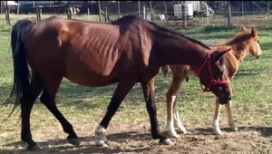 Na východe sa plašia zvieratá, dôvodom sú vojenské výcviky a streľby z húfnic