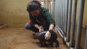 VIDEO: Mláďa hrošíka libérijského vyvolalo obrovské nadšenie