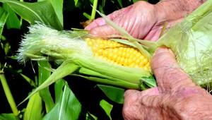 Štíhli kukuricoví zlodeji. Zrnká vzklíčia na cudzom poli
